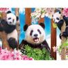 RoseArt – Kodak Premium – Panda Playtime – 100 Piece Jigsaw Puzzle for Adults(Panda Playtime)