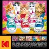 RoseArt – Kodak Premium – Sneaky Kats II – 350 Piece Jigsaw Puzzle for Adults(Sneaky Kats II)