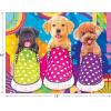 RoseArt – Kodak Premium – Golden Puppy Pals – 100 Piece Jigsaw Puzzle for Adults(Puppy Socks)