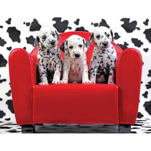 RoseArt – Kodak Premium – Lots of Spots – 100 Piece Jigsaw Puzzle for Adults(Lots of Spots)